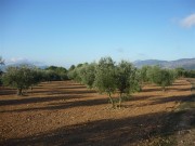 Finca Rustica - PARTIDA PLA DE CUART (ONIL)